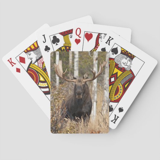 Indrukwekkende Bull Moose Pokerkaarten (Achterkant)