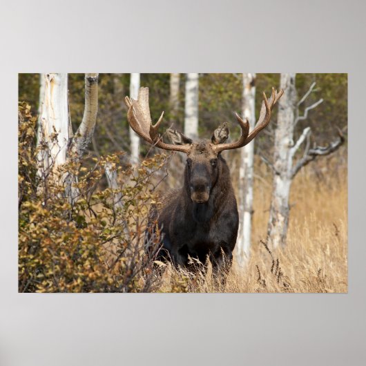 Indrukwekkende Bull Moose Poster (Voorkant)