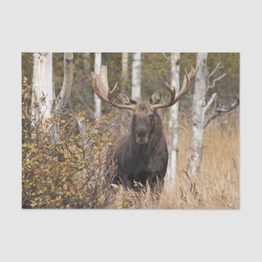 Indrukwekkende Bull Moose Tissuepapier (Voorkant)