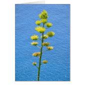 Inflorescence du plante Agave. (Devant)