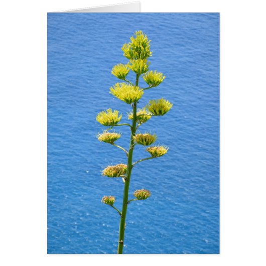 Inflorescence du plante Agave. (Devant)
