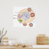 Influenza Virus Invasie- & Replicatieschema Poster (Keuken)