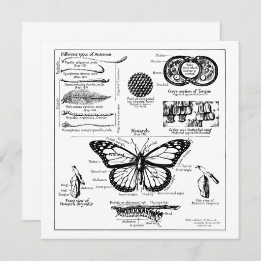 Informatie over monoarch-vlinder kaart (Voorkant / Achterkant)