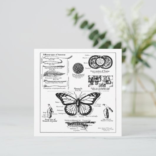 Informatie over monoarch-vlinder kaart (Staand voorkant)