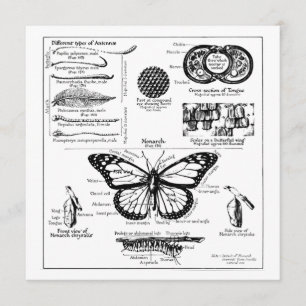 Informatie over monoarch-vlinder kaart