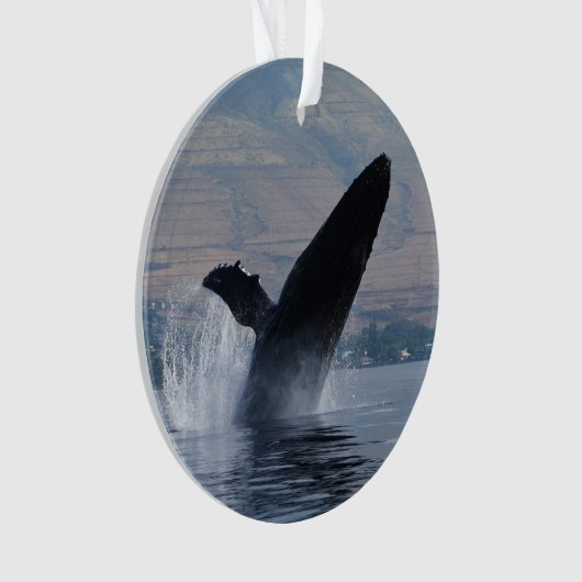 infraction de baleine de bosse (devant)