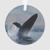 infraction de baleine de bosse (dos)