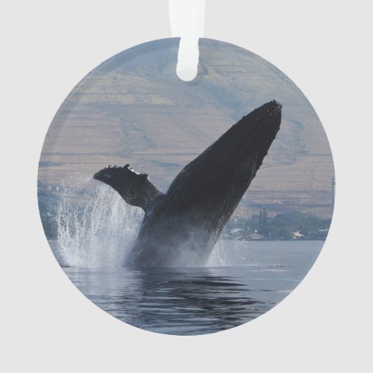 infraction de baleine de bosse (dos)