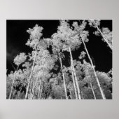 Infrarood Poplar Tree Forest Poster (Voorkant)