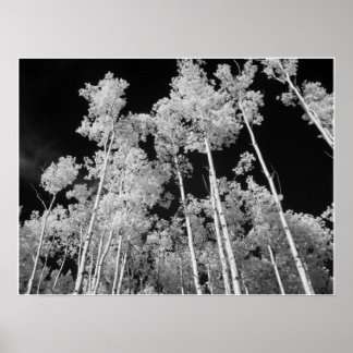 Infrarood Poplar Tree Forest Poster