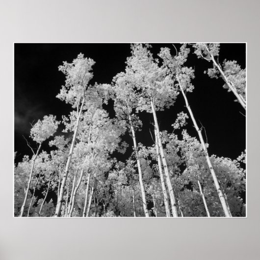 Infrarood Poplar Tree Forest Poster (Voorkant)