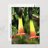 Ingapirca Inca ruins, Ecuador Briefkaart (Voorkant / Achterkant)