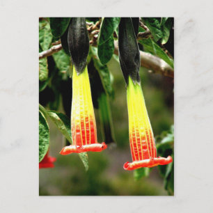 Ingapirca Inca ruins, Ecuador Briefkaart