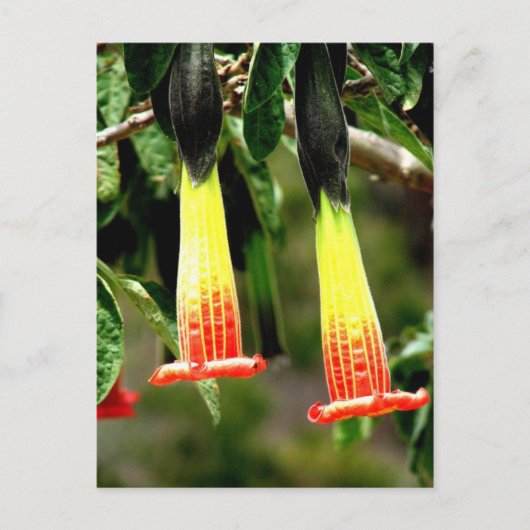 Ingapirca Inca ruins, Ecuador Briefkaart (Voorkant)