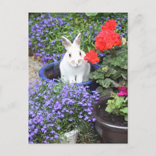 Ingemaakt konijn briefkaart (Voorkant)