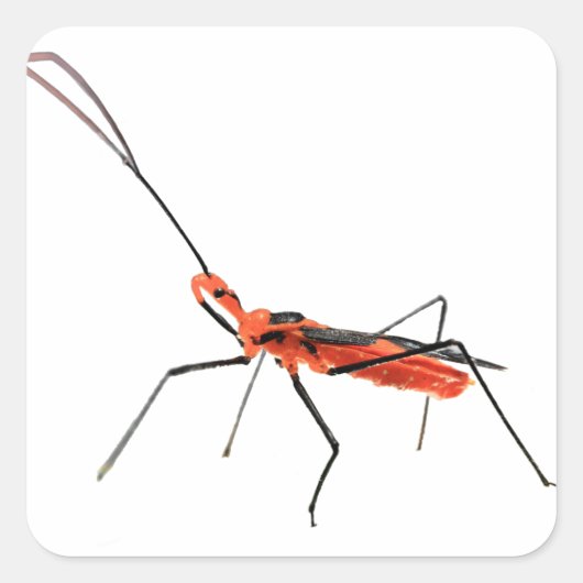 Ingewikkelde Assassin Bug Sticker (Voorkant)