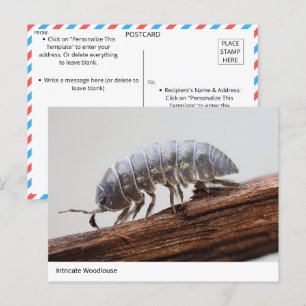 Ingewikkelde Woodlouse on Bark - Natuur's Marvel Briefkaart
