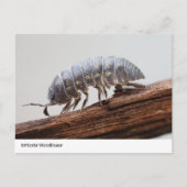 Ingewikkelde Woodlouse on Bark - Natuur's Marvel Briefkaart (Voorkant)