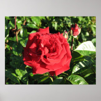 Ingrid Bergman Hybrid Tea Roos 032 Poster