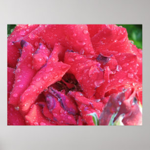 Ingrid Bergman Hybrid Tea Roos 038 Poster