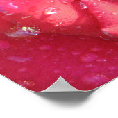 Ingrid Bergman Hybrid Tea Roos 038 Poster (Hoek)