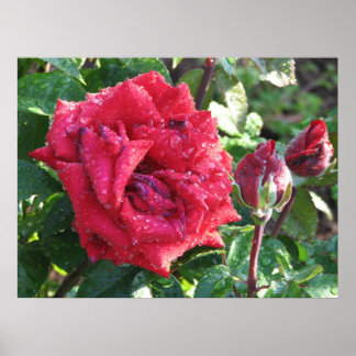 Ingrid Bergman Hybrid Tea Roos en Buds 036 Poster