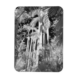 Inheemse Koninklijke Palmen in Fakahatchee Strand, Magneet