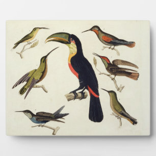 Inheemse vogels, inclusief de Toucan (midden), Ama Fotoplaat