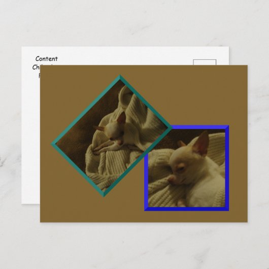 Inhoud Chihuahua Puppy Briefkaart (Voorkant / Achterkant)