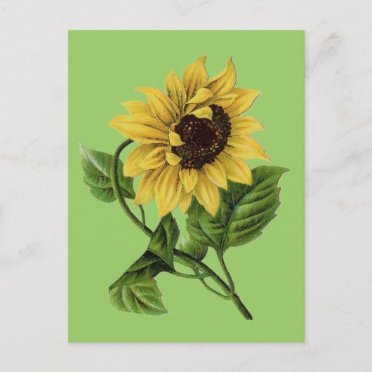  inktvis Dandy Sunflower Briefkaart (Voorkant)