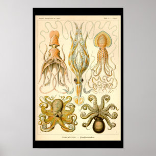 Inktvis Octopus Pijlinktvis Mariene Natuur Poster