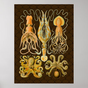Inktvis Octopus Pijlinktvis Mariene Natuur Poster
