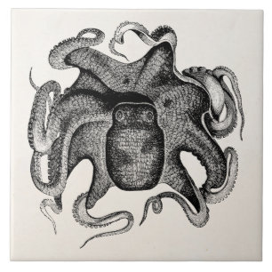  inktvissen zoals inktvissen van 1800 jaar tegeltje