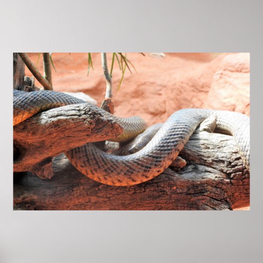 Inland Taipan Poster (Voorkant)