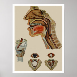 "INNER WORKINES" VINTAGE SKELETAL ANATOMY POSTER