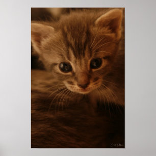Innocence Poster
