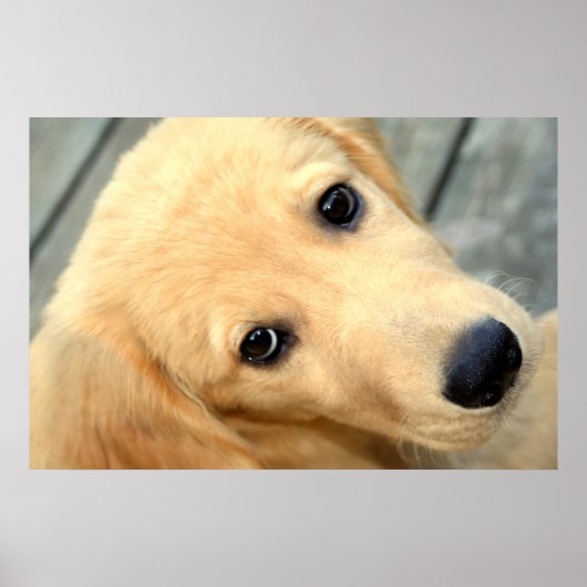 Innocent Abby Poster (Voorkant)