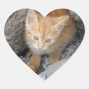 Innocent Kitten Heart Sticker