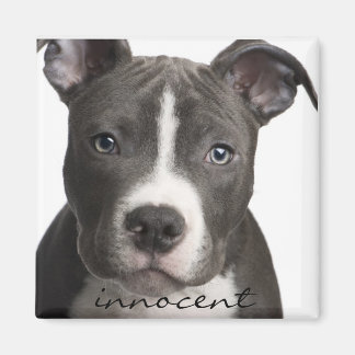 Innocent Pitbull Puppy Magnet