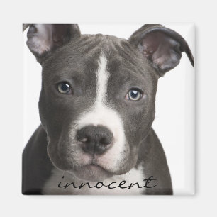 Innocent Pitbull Puppy Magnet Magneet