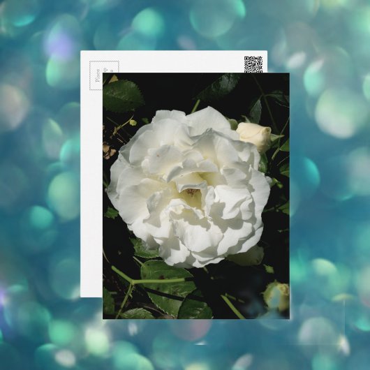 Innocent White Rose Briefkaart