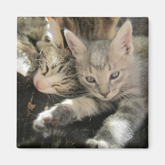 Inoki Kitten Magneet (Voorkant)