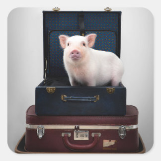 Inpakken Piggy Stickers