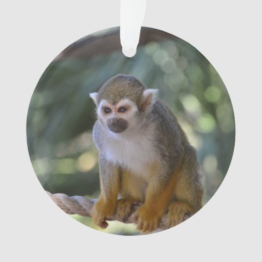 Inquisitie eekhoorn aap ornament (voorkant)