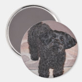 Inquisitieve Yorkie Poo Magneet (Voorkant / Achterkant)