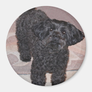 Inquisitive Yorkie Poo Magneet