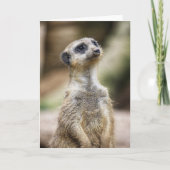InquisitiveMeerkat Kaart (Voorkant)