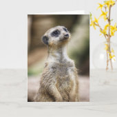 InquisitiveMeerkat Kaart (Gele Bloem)