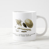 Insect Afbeelding | Zijderupsen | Maand Grote Koffiekop (Rechts)