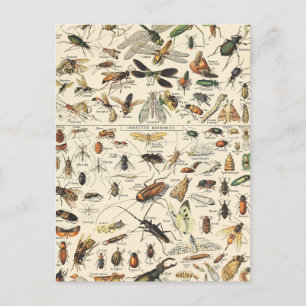 Insect and Bugs Chart Entomology Briefkaart